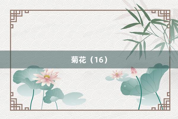 菊花（16）